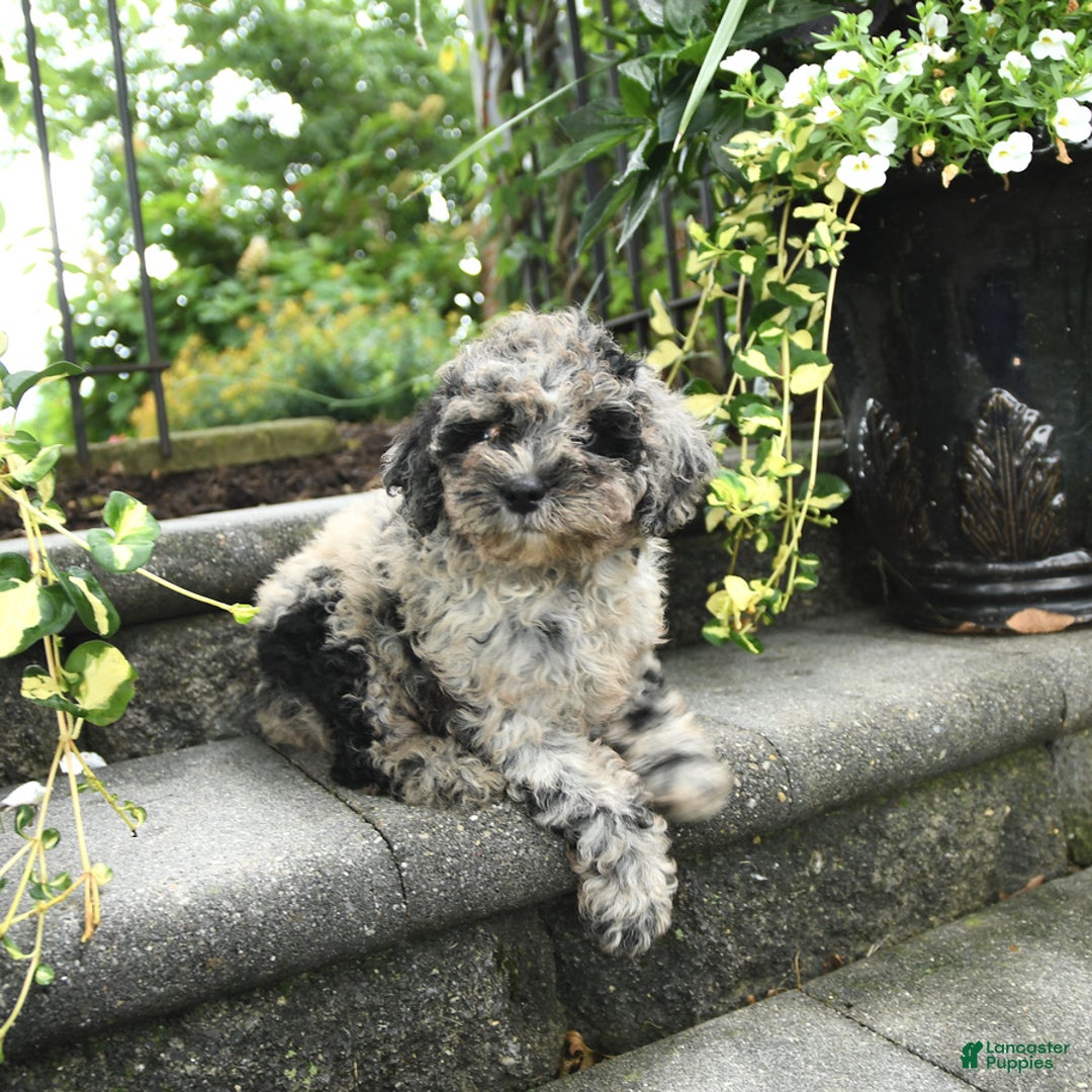 Cavapoo dogs for sale: Rosie - Image 3