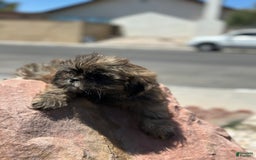 Shih Tzu dogs for sale: Ginger - Image 5