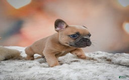 French Bulldog dogs for sale: Chase - Image 10