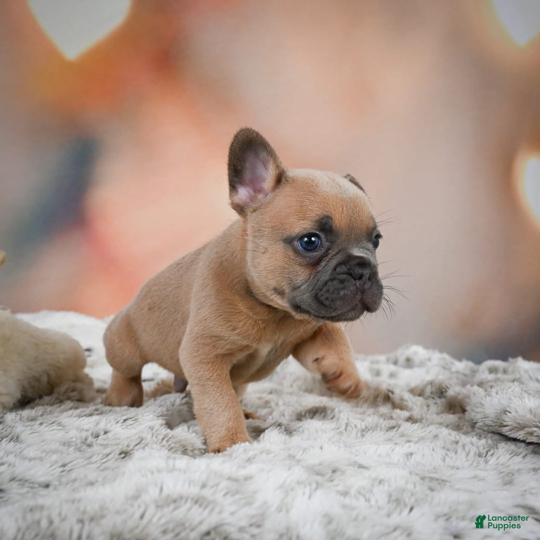 French Bulldog dogs for sale: Chase - Image 10