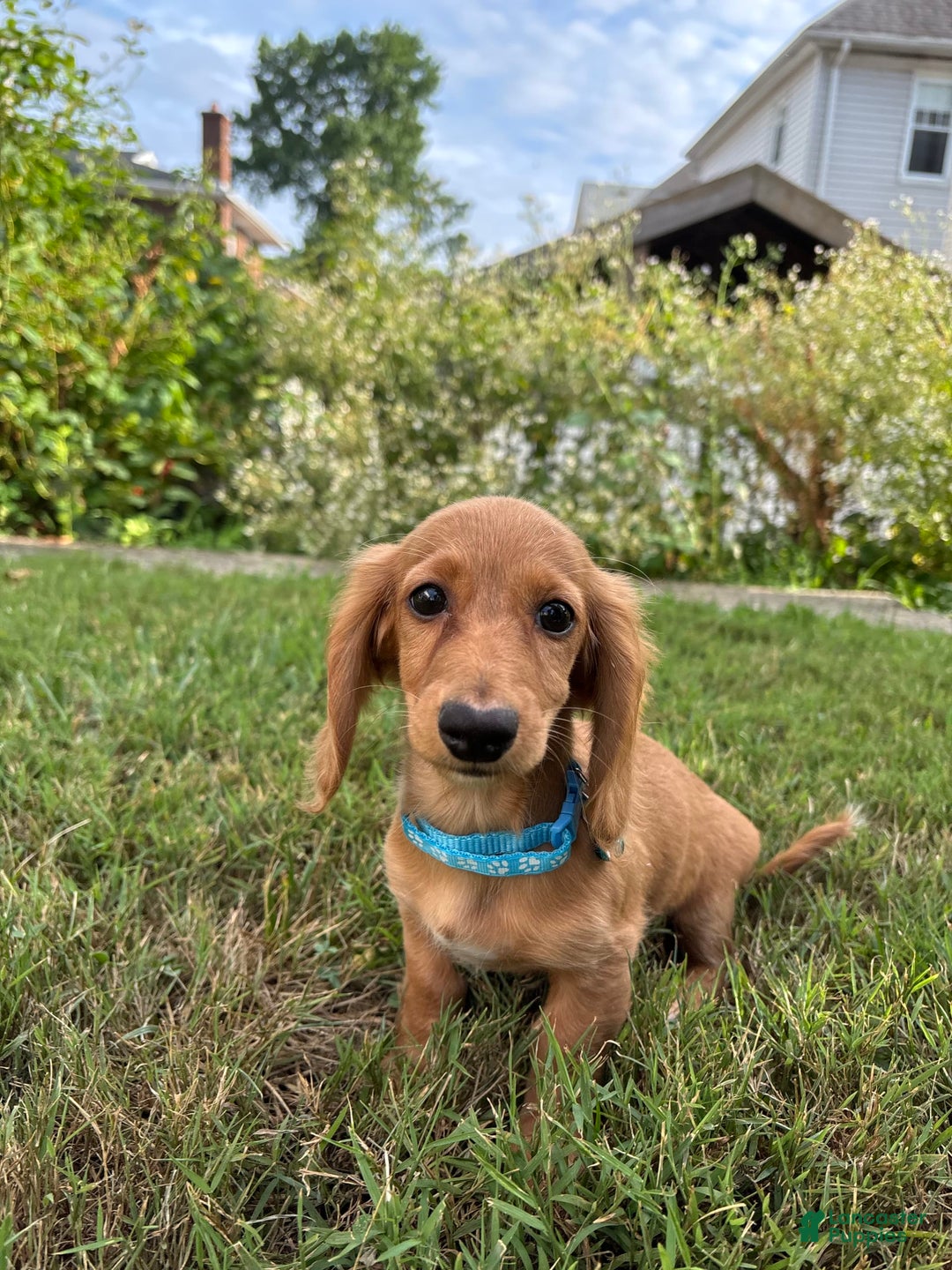 Miniature Dachshund dogs for sale: Beans - Image 2