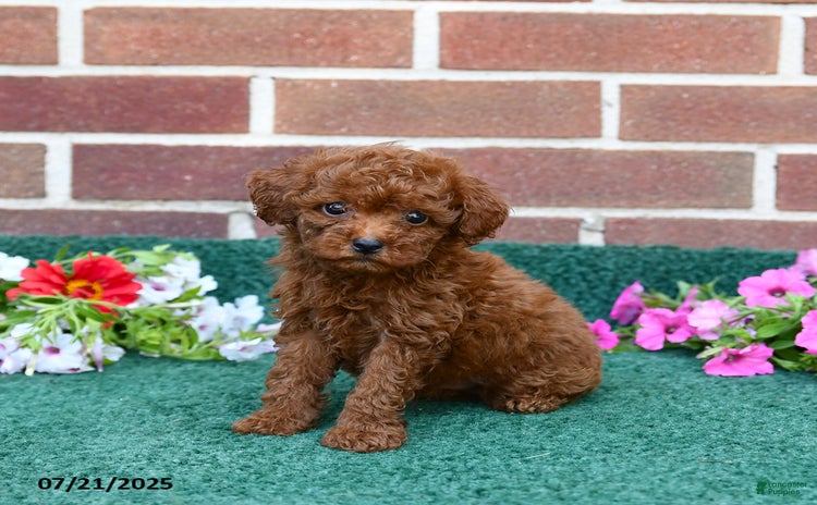 Miniature Poodle dogs for sale - Ad 5