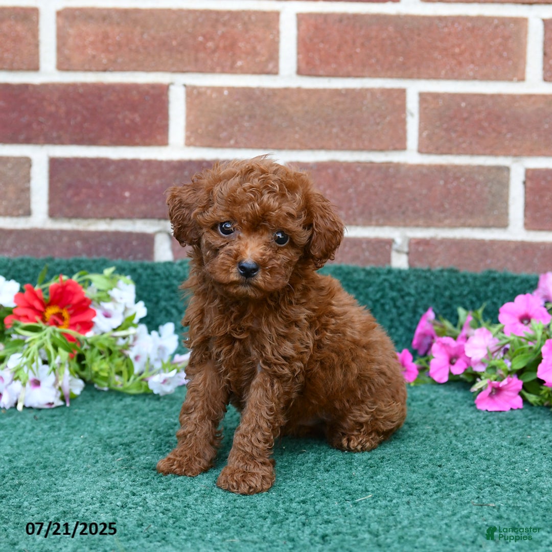 Miniature Poodle dogs for sale: Lily - Image 1