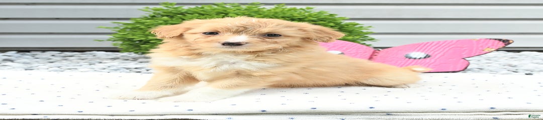 Cadbury