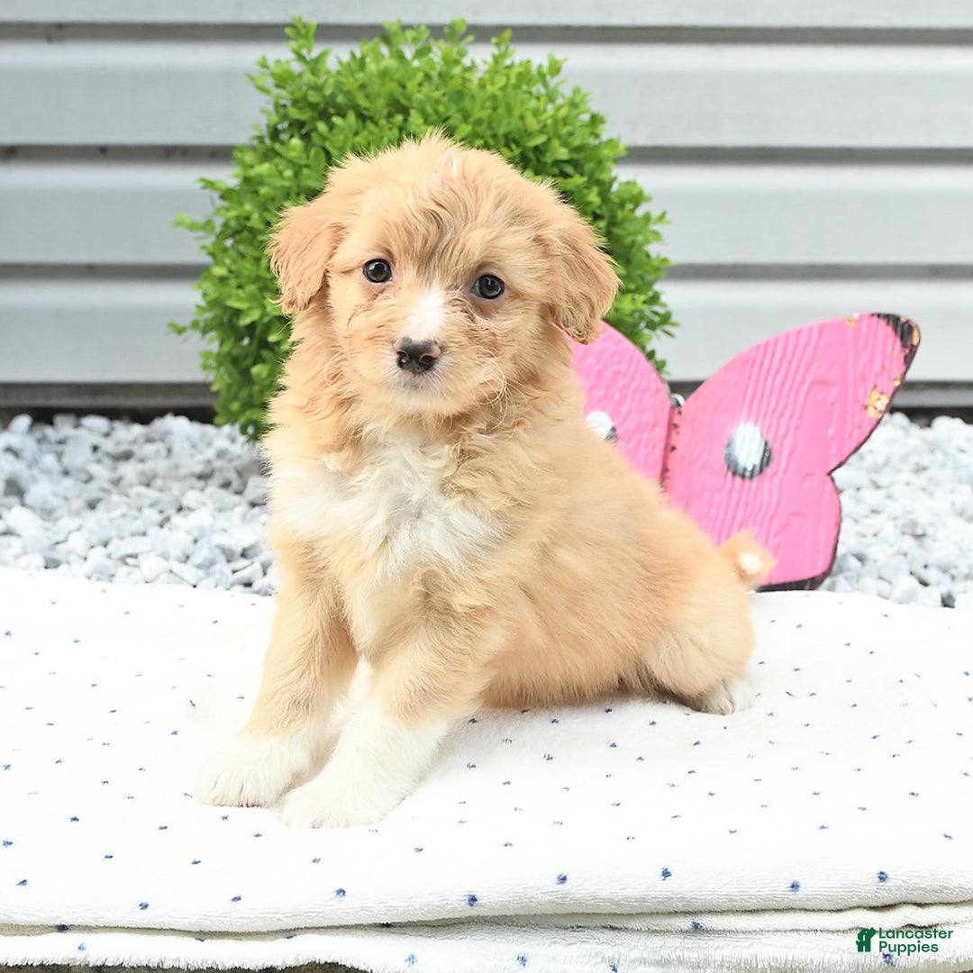 Pomeranian dogs for sale: Pomeranian 9 puppies - Image 4