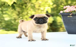 Pug dogs for sale: Sport - Image 4