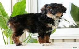 Miniature Poodle dogs for sale: Kammy - Image 1