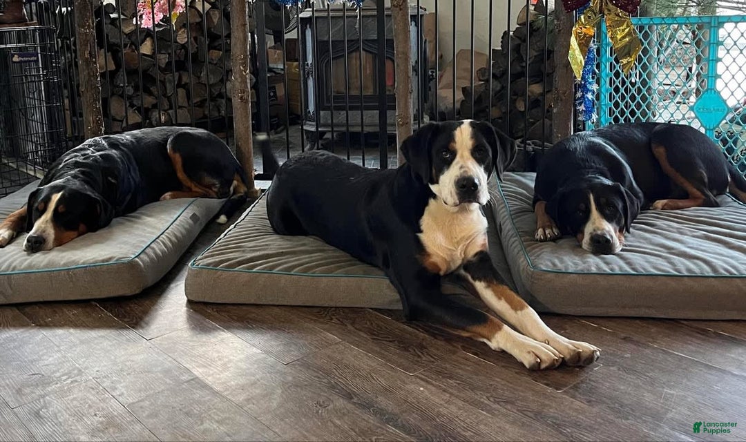 Greater Swiss Mountain Dog dogs for sale: Mr Black - Image 2