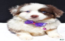 Miniature Australian Shepherd dogs for sale: June - Image 11