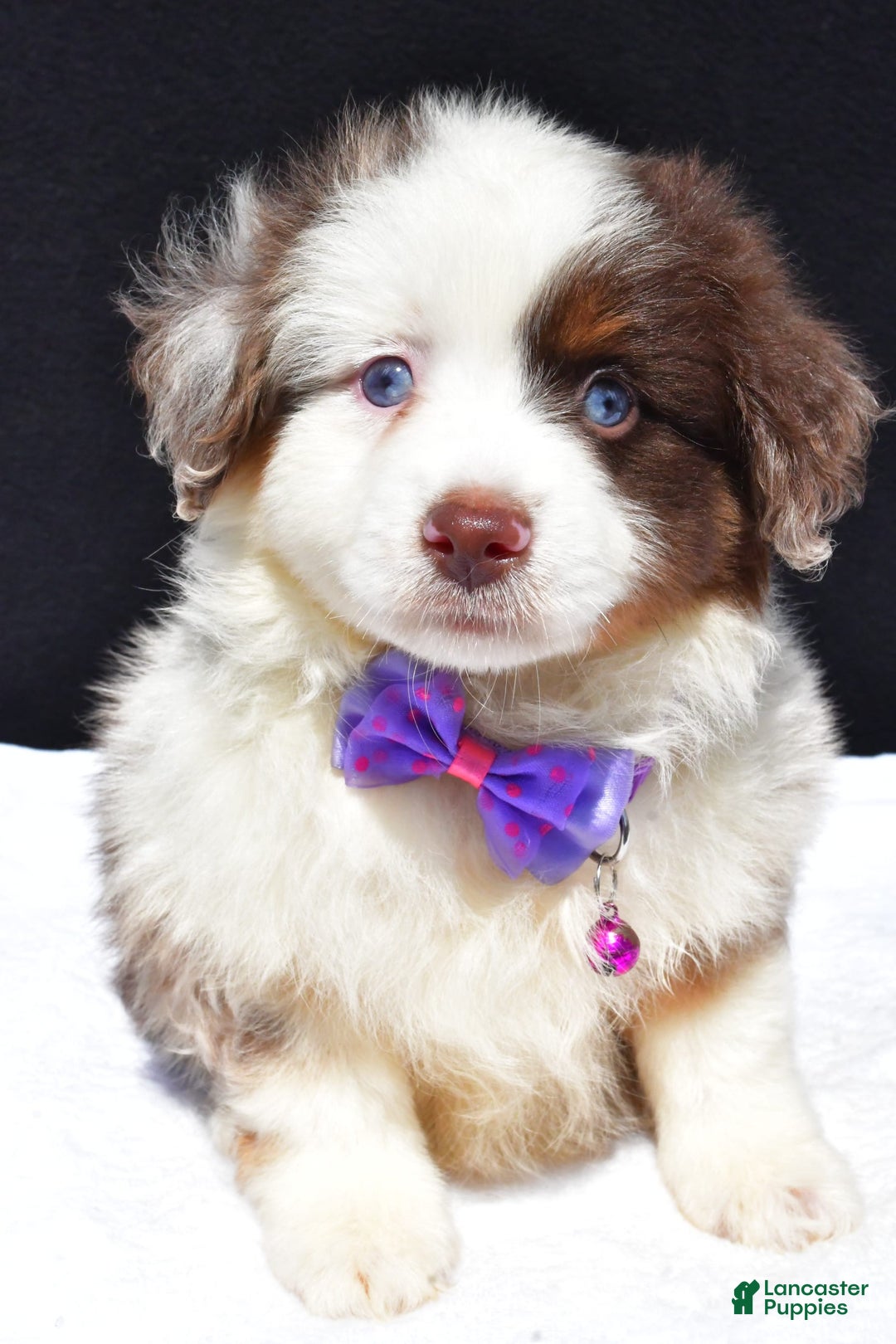 Miniature Australian Shepherd dogs for sale: June - Image 11