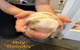 Cavapoo dogs for sale: Scooby - Image 3