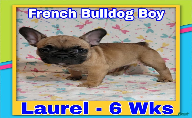 French Bulldog dogs for sale - Ad 1