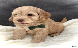 Cockapoo dogs for sale: Enzo - Image 12