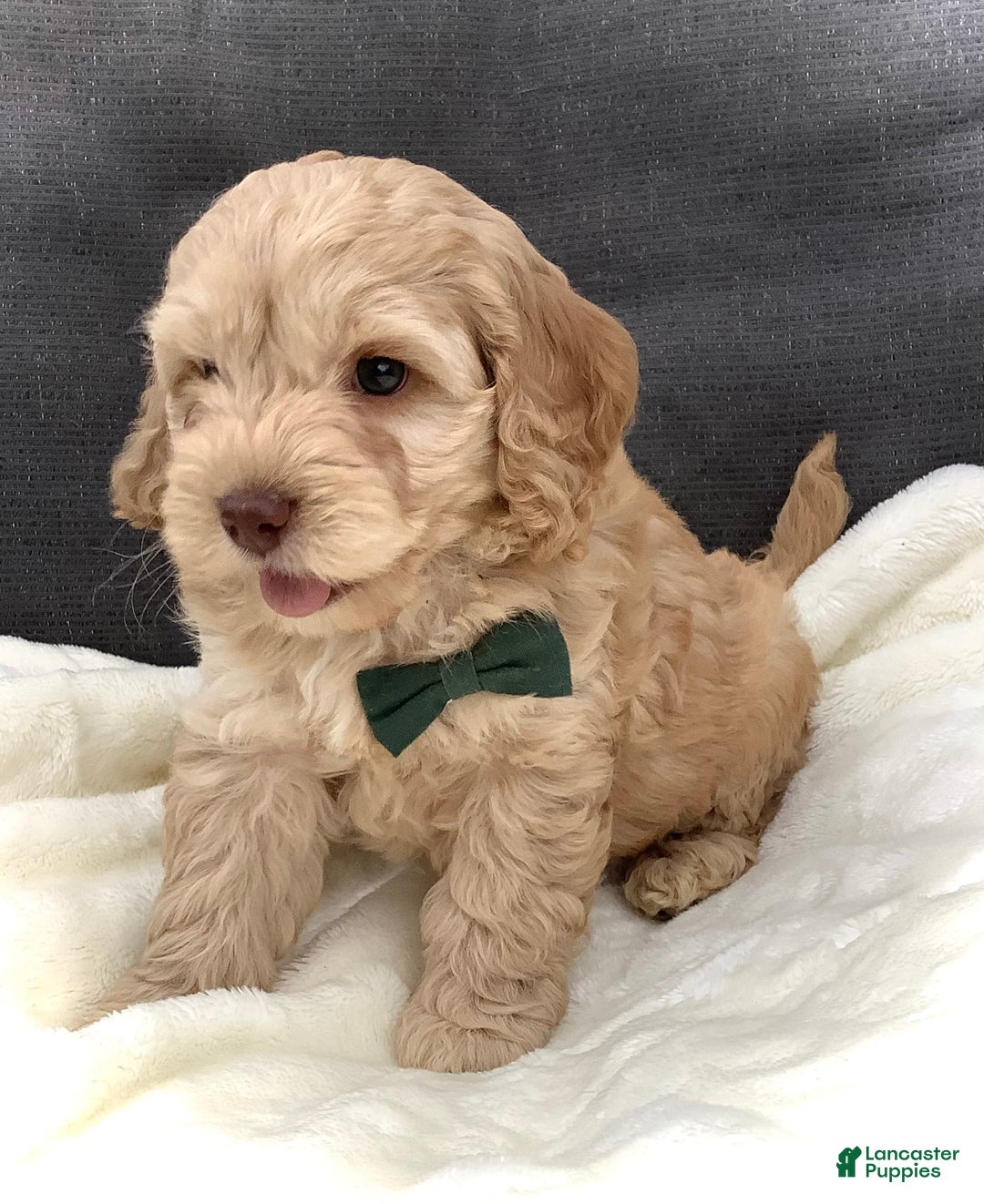 Cockapoo dogs for sale: Enzo - Image 12