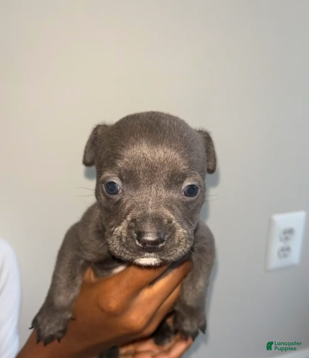 American Pit Bull Terrier dogs for sale: Tank - Image 2