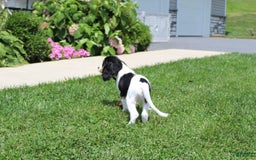 Cavalier King Charles Spaniel dogs for sale: Bear - Image 21