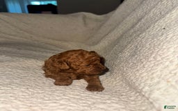 Miniature Poodle dogs for sale: Red Female 1 - Image 2