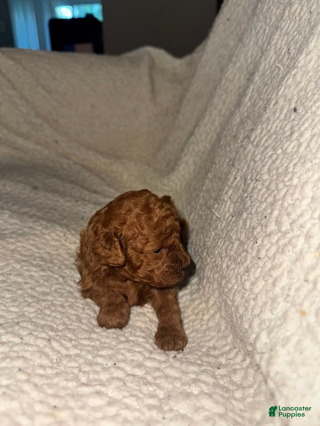 Miniature Poodle dogs for sale: Red Female 1 - Image 2