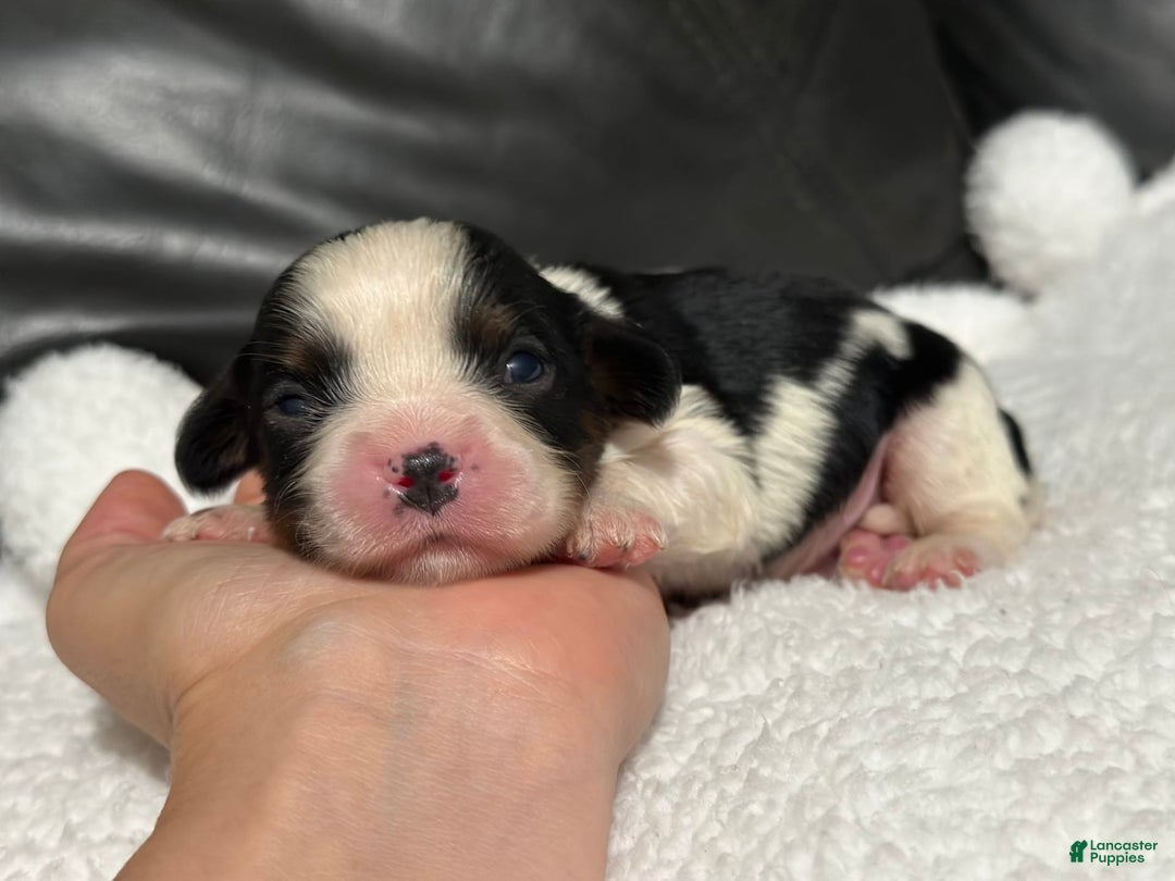 Cavalier King Charles Spaniel dogs for sale: Harlen - Image 7