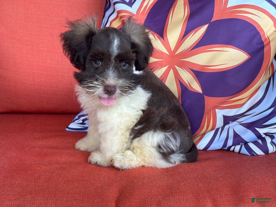 Miniature Schnauzer dogs for sale: Fancy Male 3 Akc Liver Parti - Image 12
