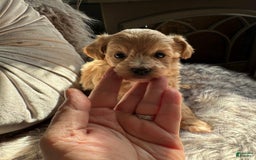 Maltipoo dogs for sale: Daisy - Image 2