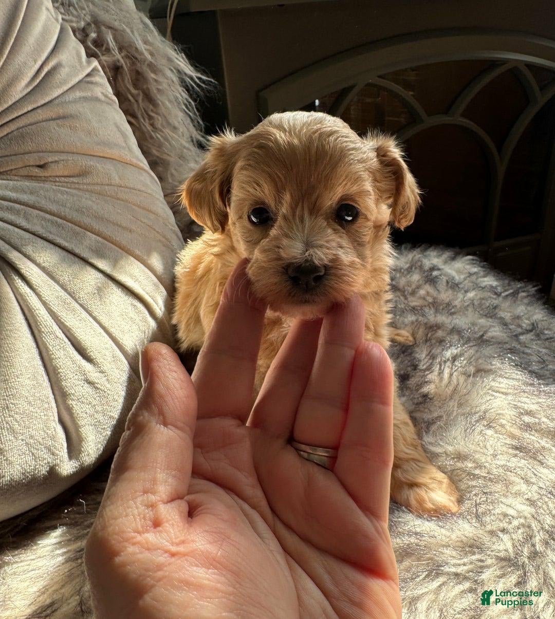 Maltipoo dogs for sale: Daisy - Image 2