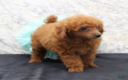 Miniature Poodle dogs for sale: Proctor - Image 9