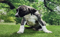 Anatolian Shepherd dogs for sale: AKC Dusty 2025 Male 6 - Image 9