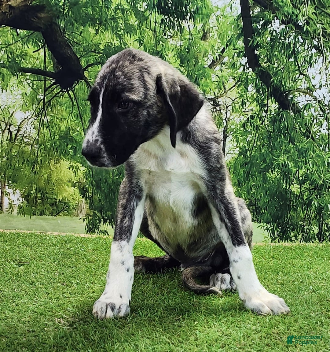 Anatolian Shepherd dogs for sale: AKC Dusty 2025 Male 6 - Image 9