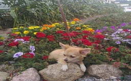 Chihuahua dogs for sale: Clarabell - Image 2
