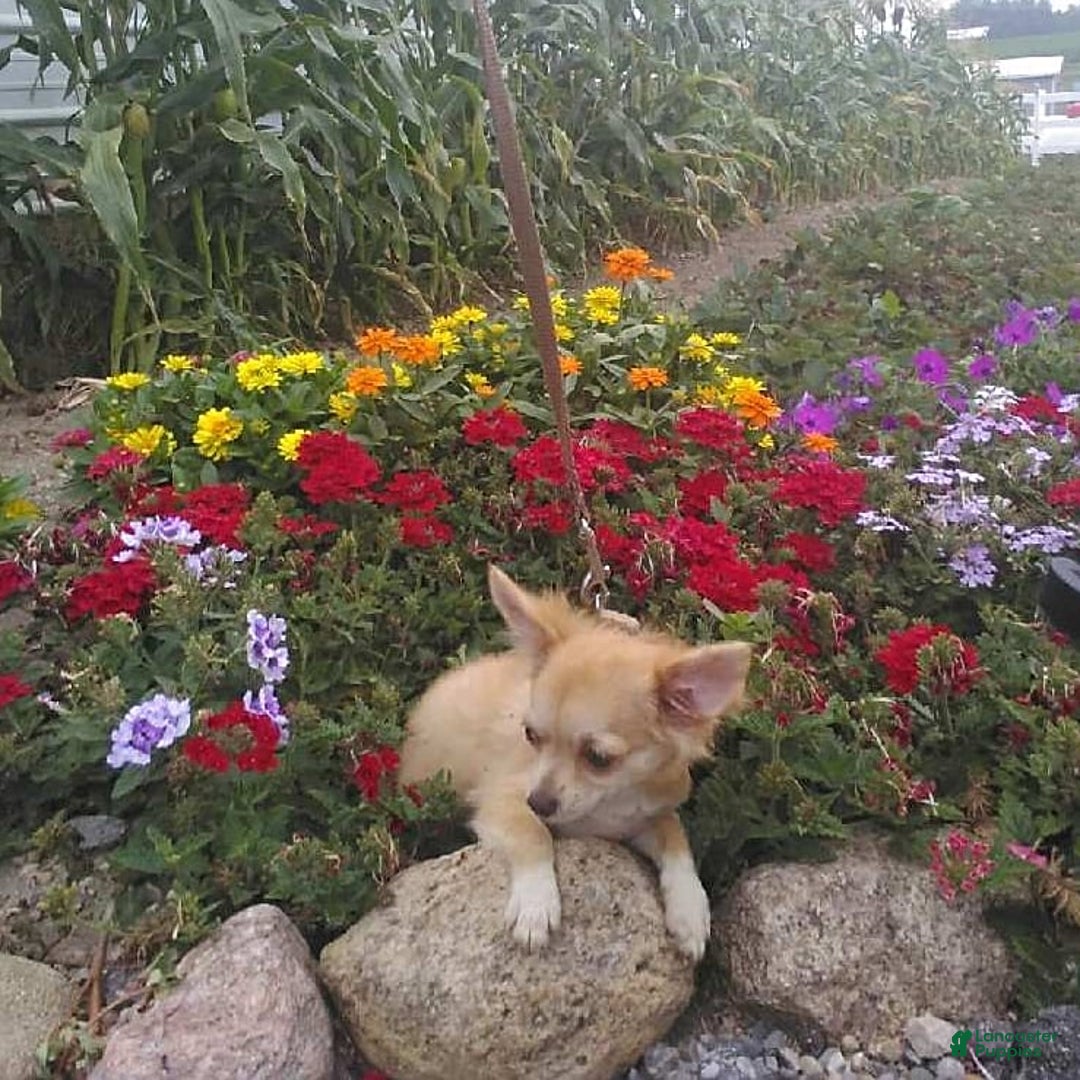 Chihuahua dogs for sale: Clarabell - Image 2