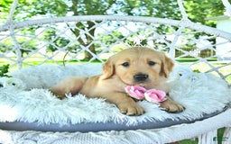 Golden Retriever dogs for sale: Ava - Image 1