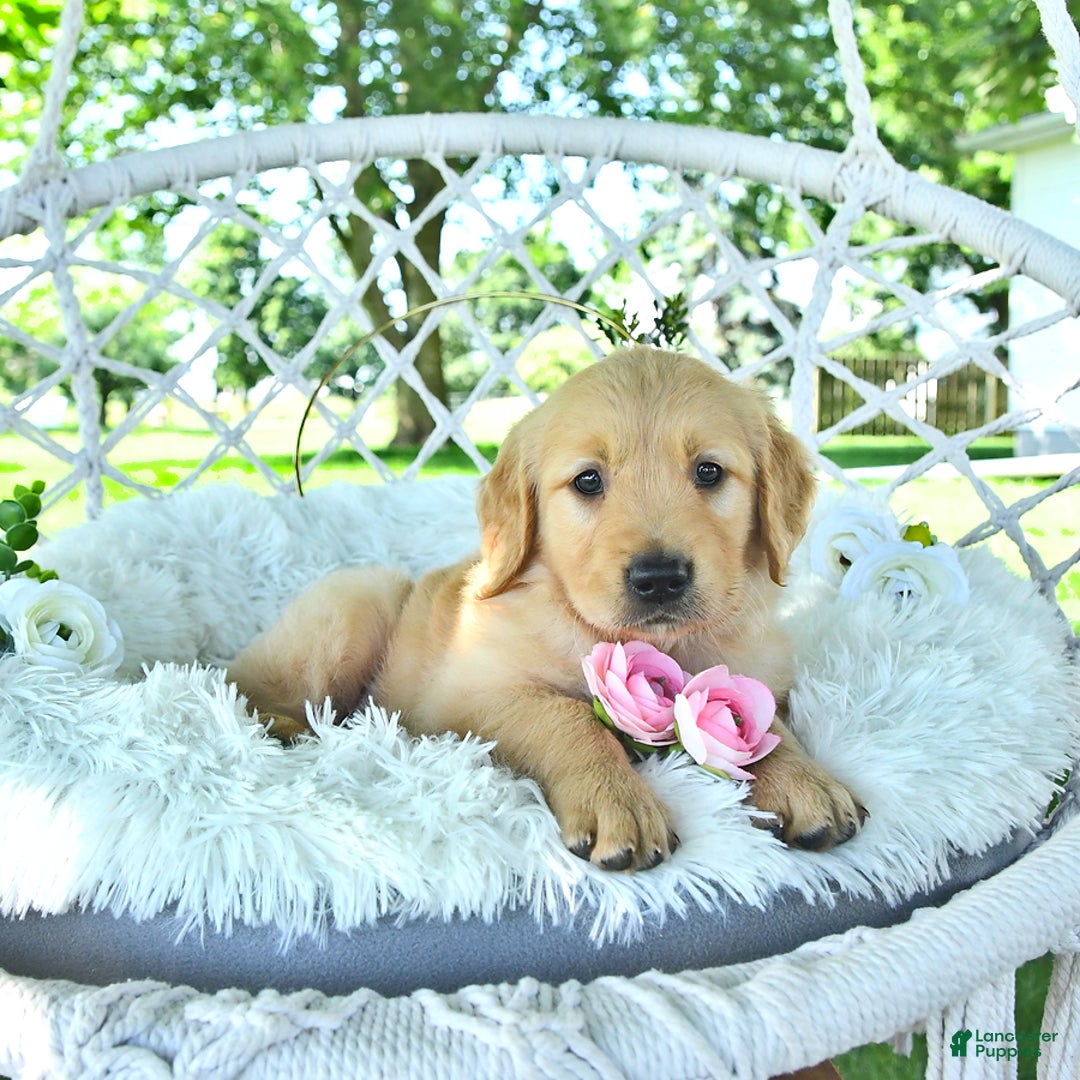 Golden Retriever dogs for sale: Ava - Image 1