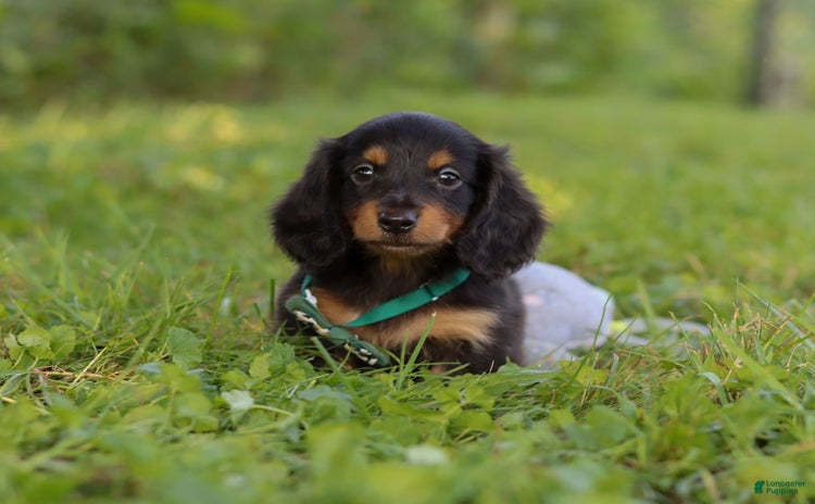 Miniature Dachshund dogs for sale - Ad 3