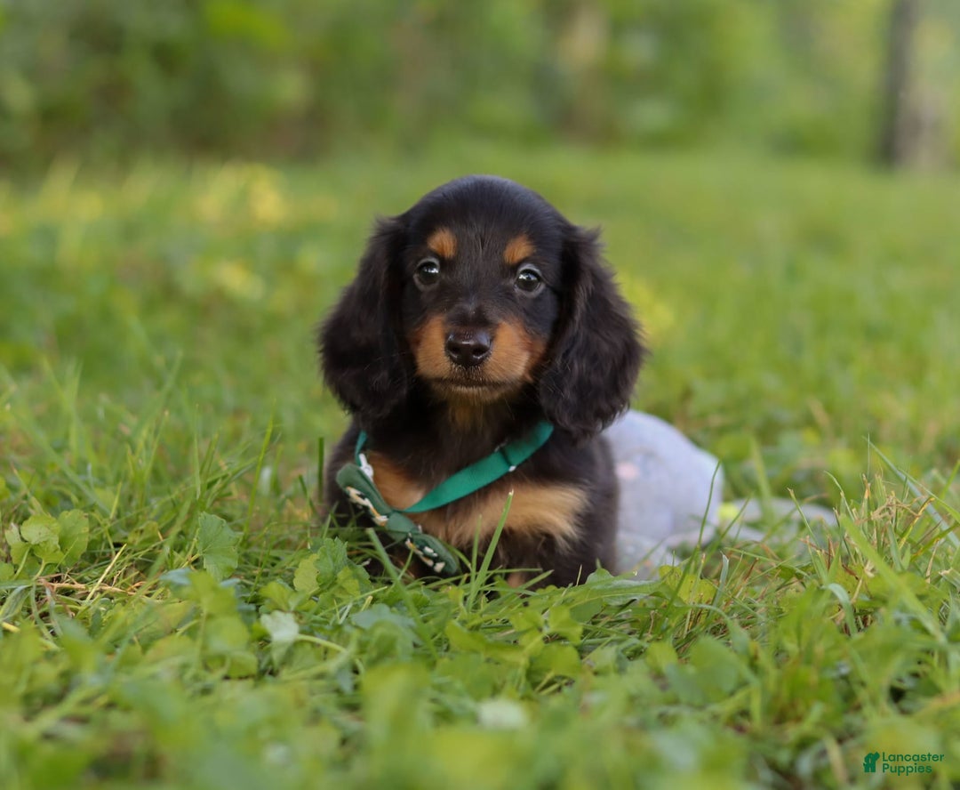Miniature Dachshund dogs for sale: Scott - Image 1