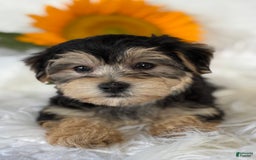 Morkie dogs for sale: LUKE - Image 12