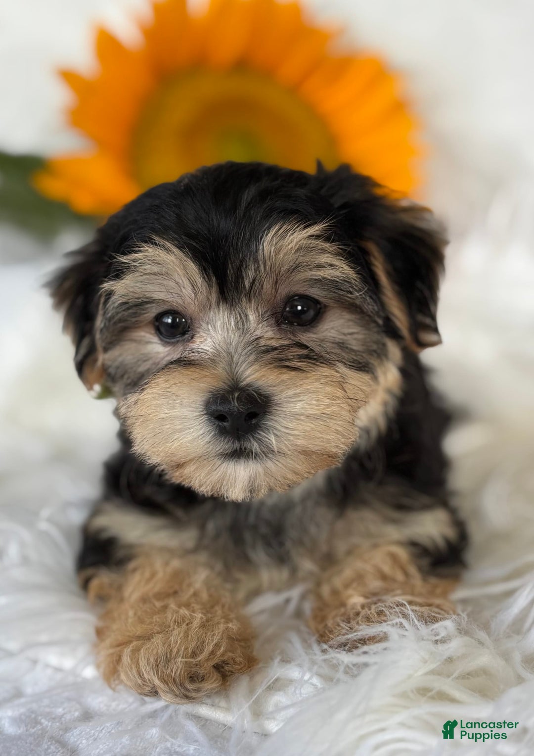 Morkie dogs for sale: LUKE - Image 12