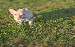 French Bulldog dogs for sale: Latto - Image 2