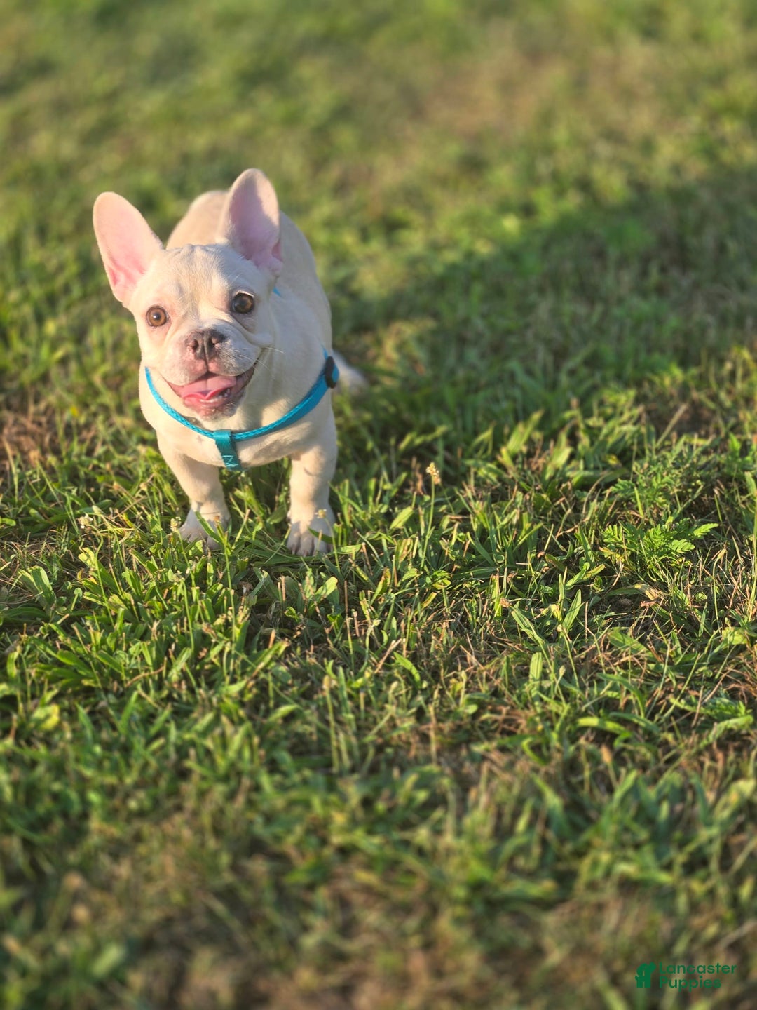 French Bulldog dogs for sale: Latto - Image 2