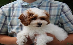 Miniature Poodle dogs for sale: Lily - Image 41