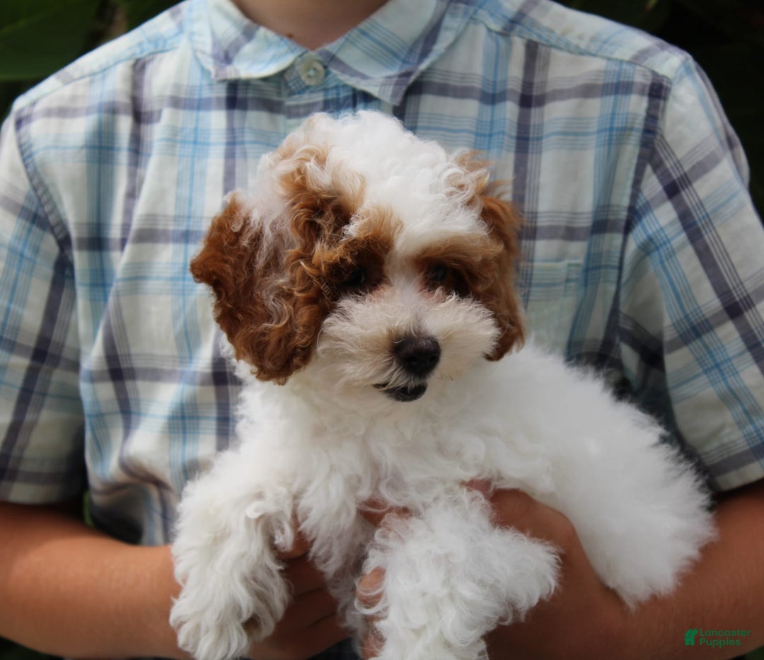 Miniature Poodle dogs for sale: Lily - Image 41