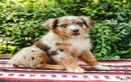 Australian Shepherd dogs for sale: Mikey - Image 8