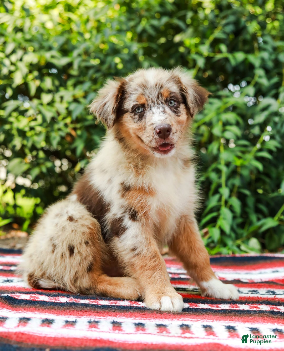 Australian Shepherd dogs for sale: Mikey - Image 8