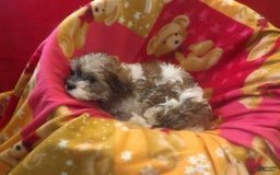 Malshi dogs for sale: Mia - Image 4