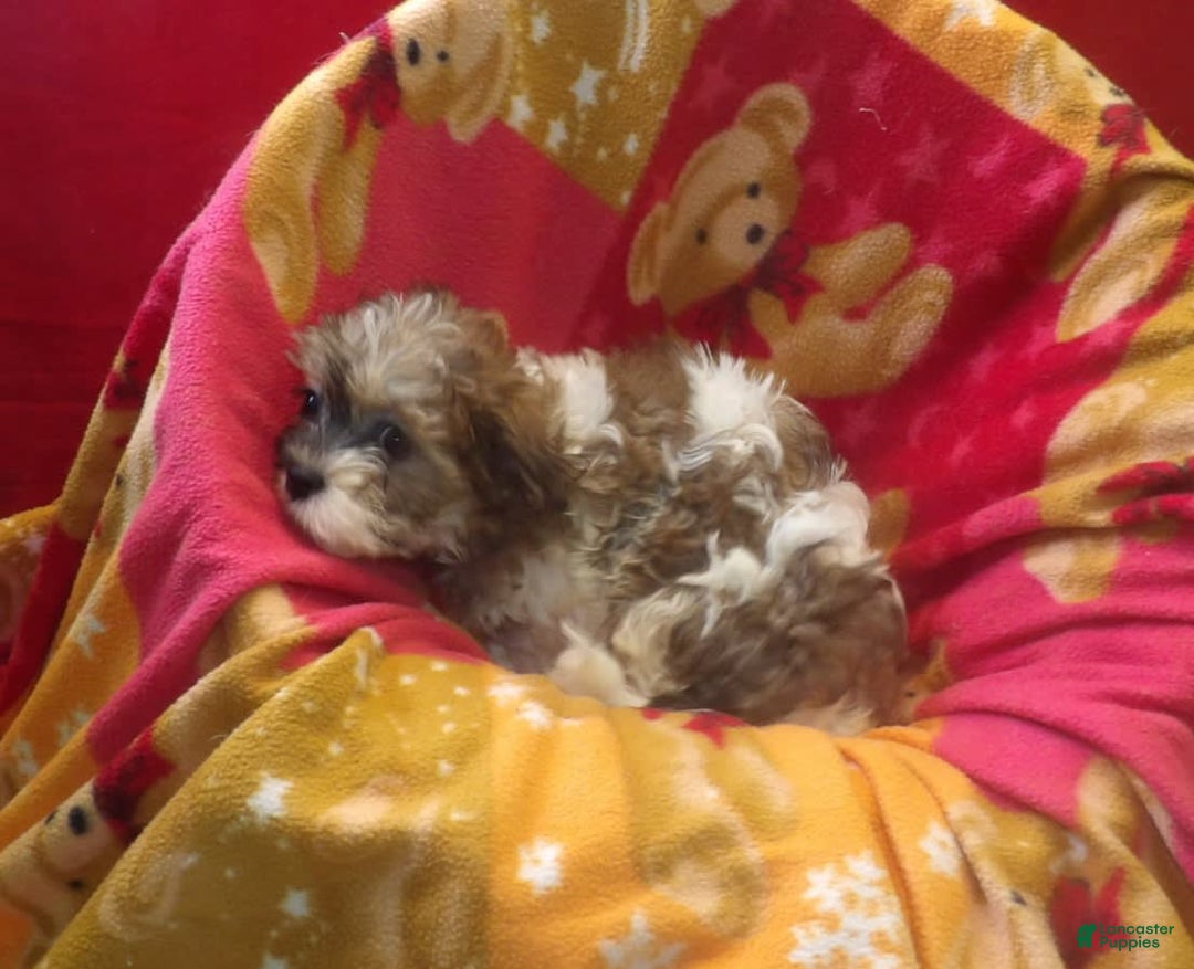 Malshi dogs for sale: Mia - Image 4