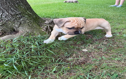 American Pit Bull Terrier dogs for sale: Pincess - Image 28