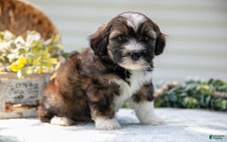 Mini Aussiedoodle dogs for sale: Ranger - Image 1