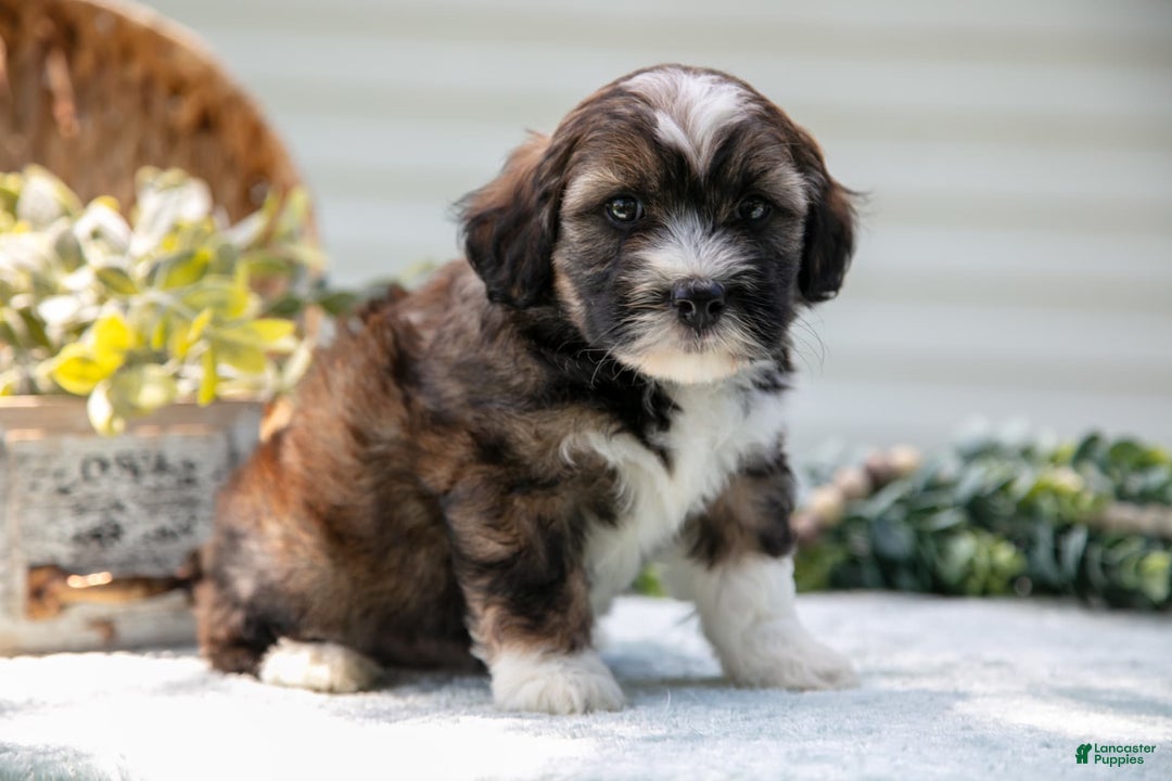 Mini Aussiedoodle dogs for sale: Ranger - Image 1