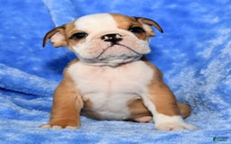 Beabull dogs for sale: Chase - Image 2