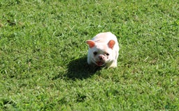 French Bulldog dogs for sale: Melanie - Image 8